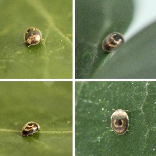 Clitostethus arcuatus